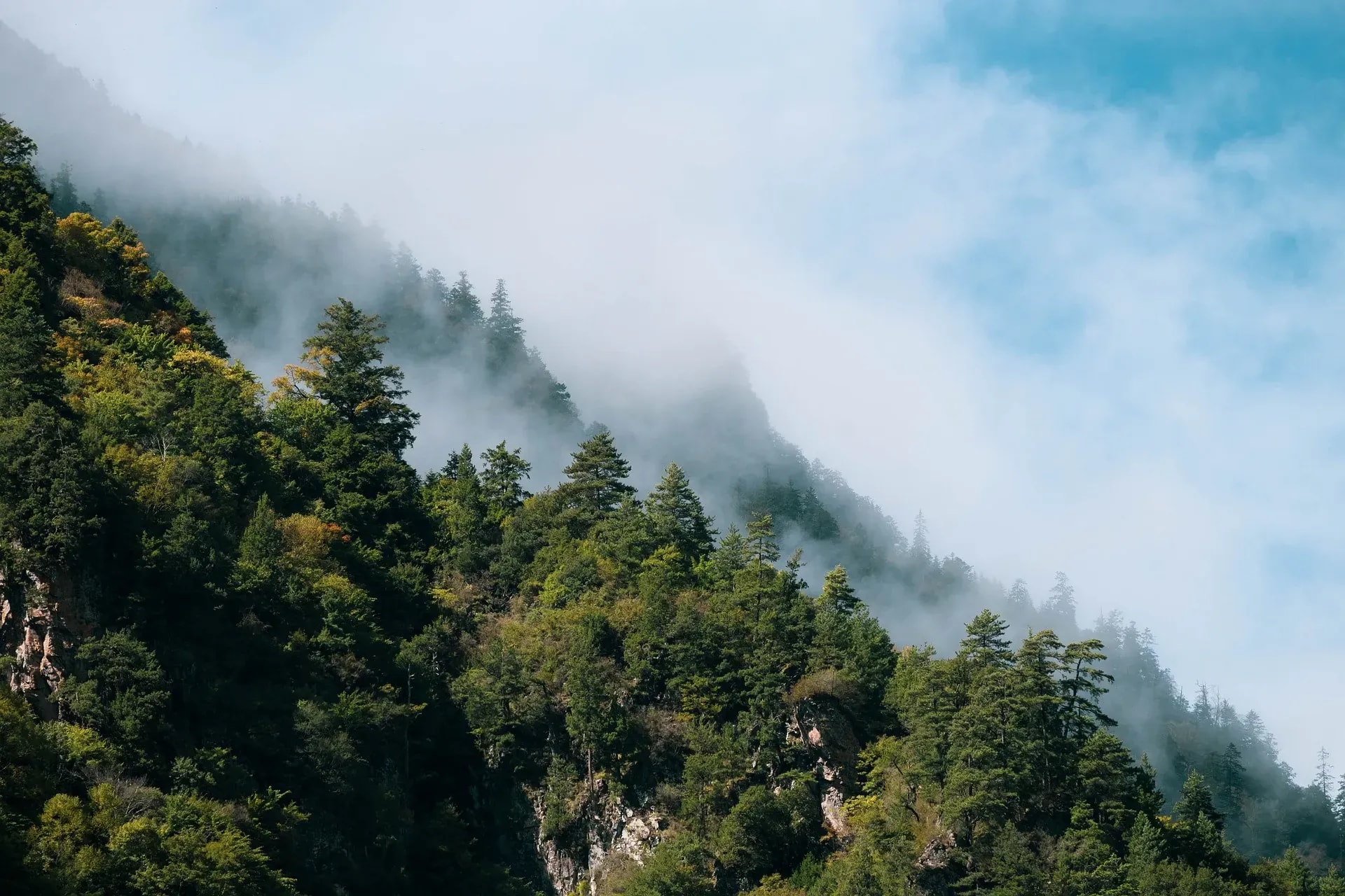 Nebel zieht über einen bewaldeten Berghang im Harz mit Nadelbäumen und Felsen